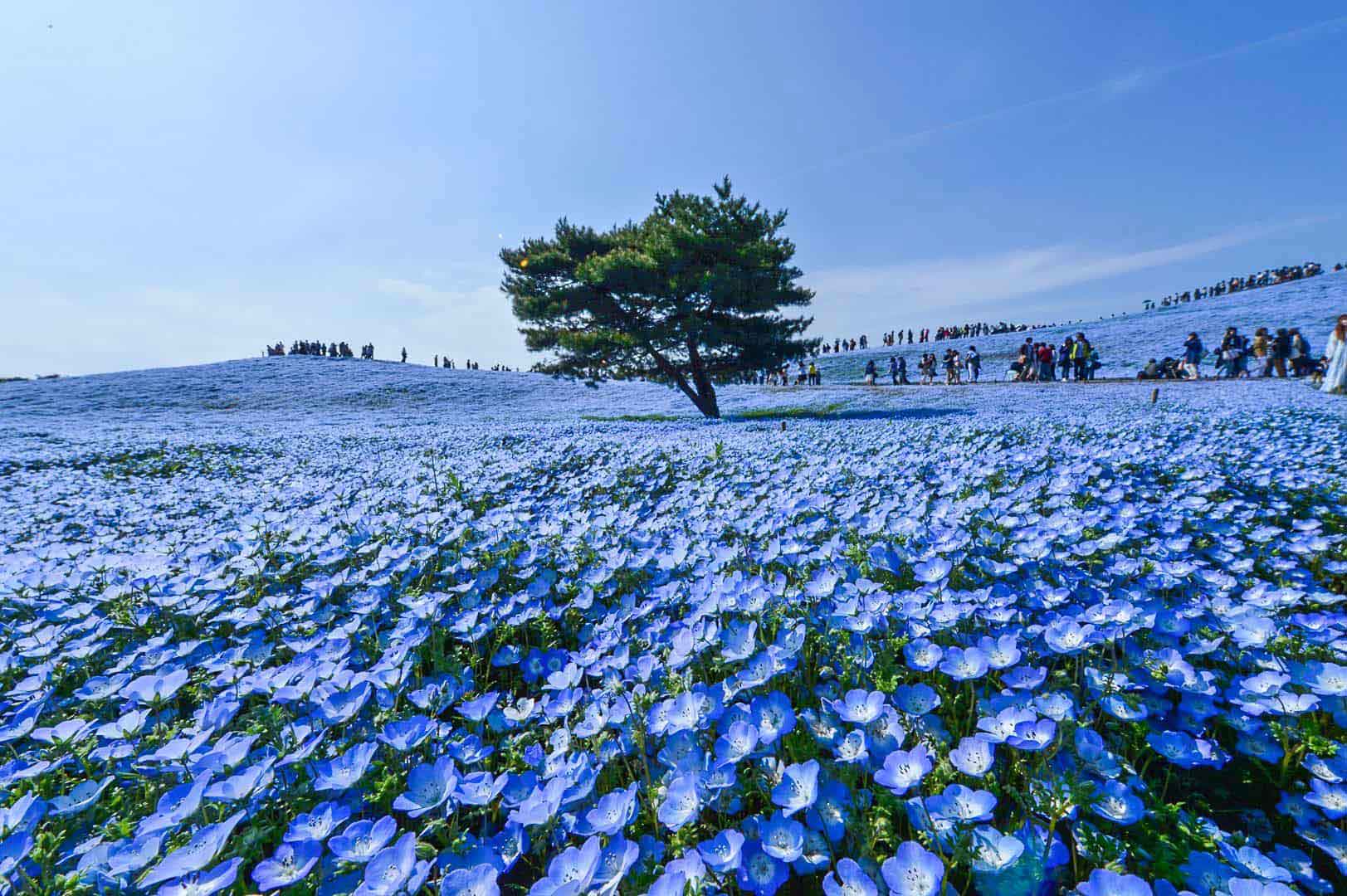常陸海濱公園