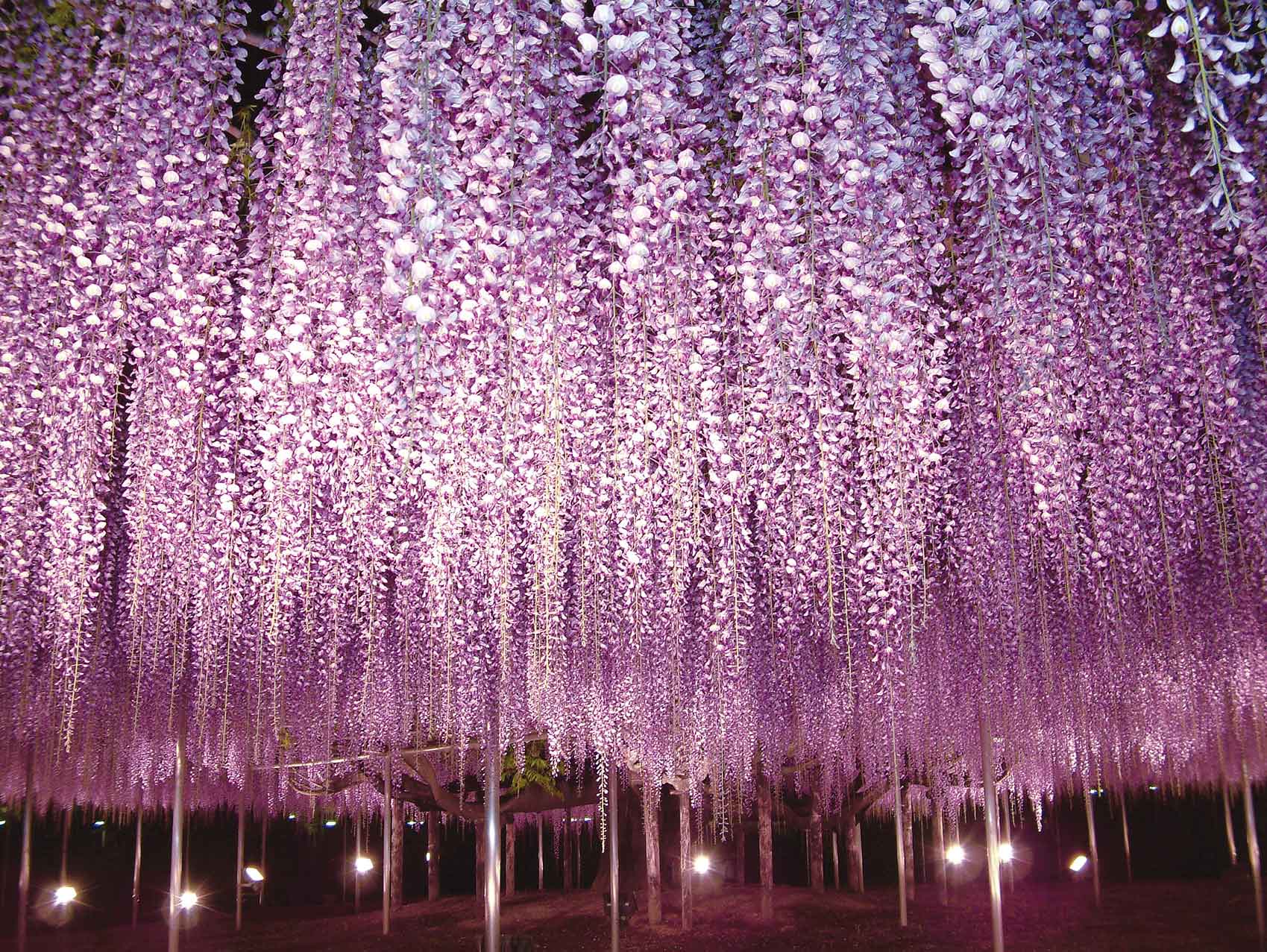 足立花園