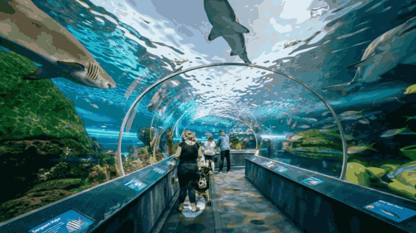 雷普利水族館.jpg